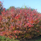 Tor Spirea