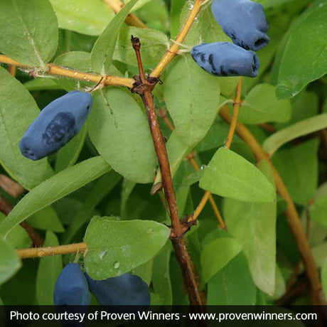 Sugar Mountain® Balalaika Sweetberry Honeysuckle Bush