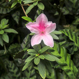 Formosa Azalea