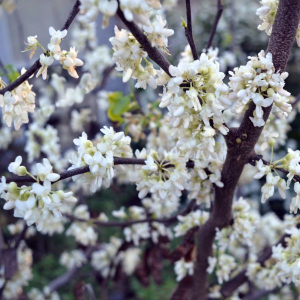 Royal White Redbud