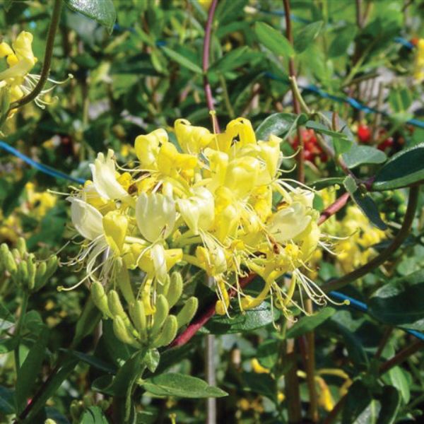 Proven Winners&reg; Scentsation Honeysuckle Vine