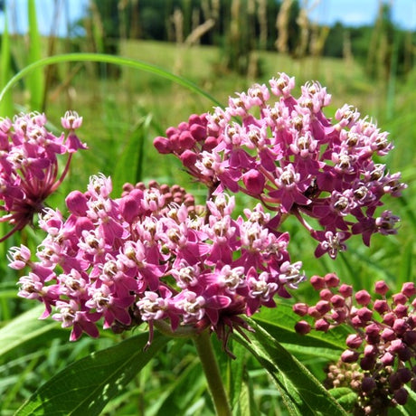 Swamp Milkweed Flower