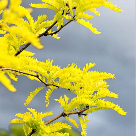 Sunburst&reg; Honeylocust