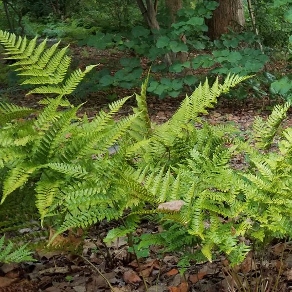 Autumn Fern