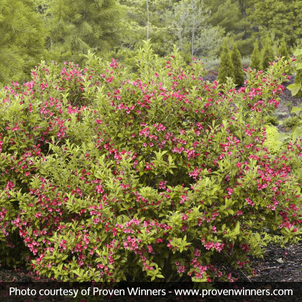 Sonic Bloom&reg; Ghost&reg; Weigela