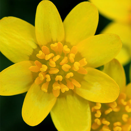 Marsh Marigold