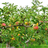 Pink Lady Apple Tree (Cripps Pink Variety)