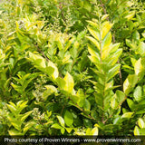 Golden Ticket&reg; Privet