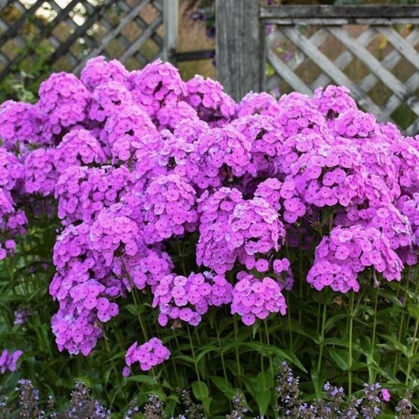 Fashionably Early Flamingo Phlox