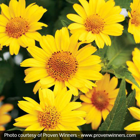 Tuscan Sun Sunflower