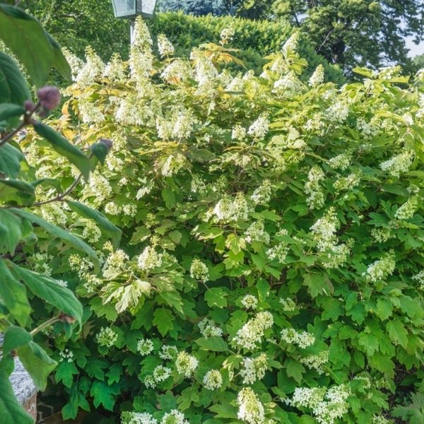 Audubon&reg; Native Oakleaf Hydrangea