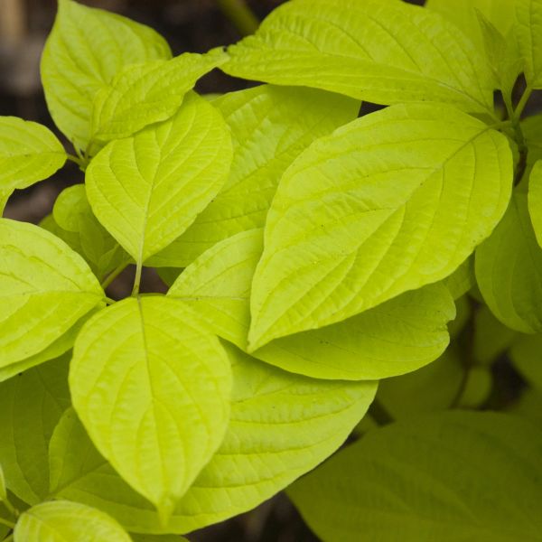 Garden Glow Dogwood