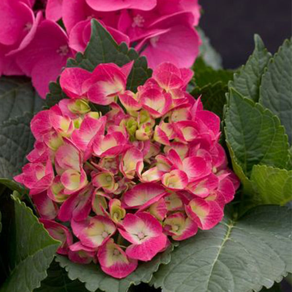 Cityline&reg; Paris Bigleaf Hydrangea