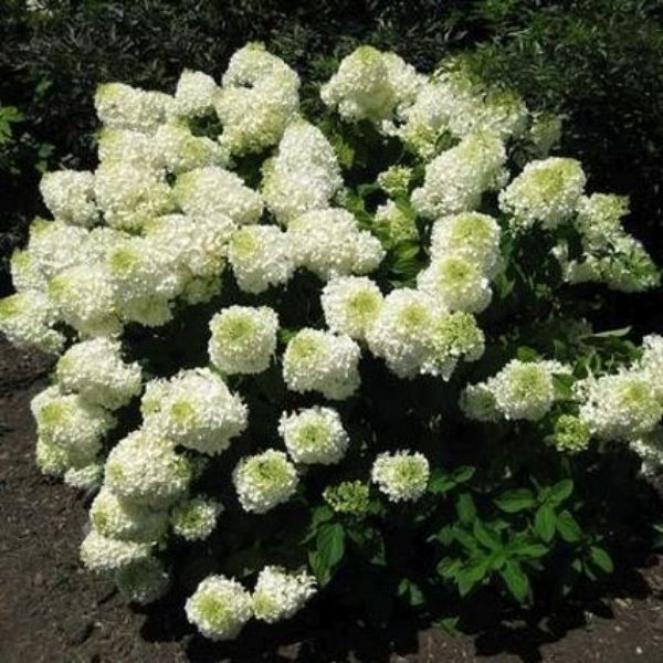 Silver Dollar Panicle Hydrangea