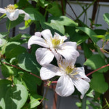 Huldine Clematis