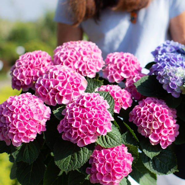 Elizabeth Ashley™ Bigleaf Hydrangea | Buy at NatureHills.com