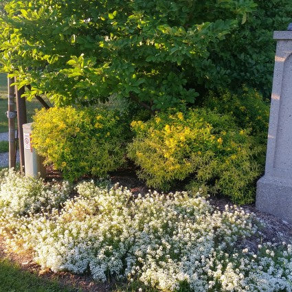 Sunny Boulevard? St. John's Wort