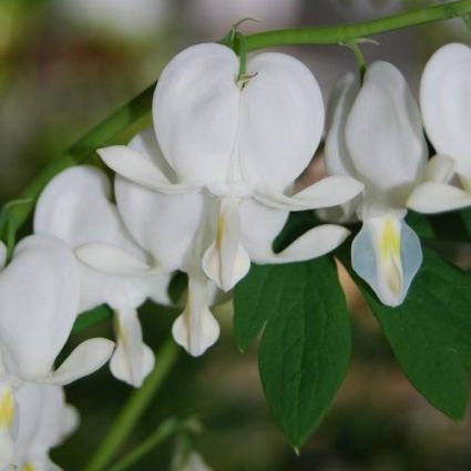 Dicentra Spectabilis Alba