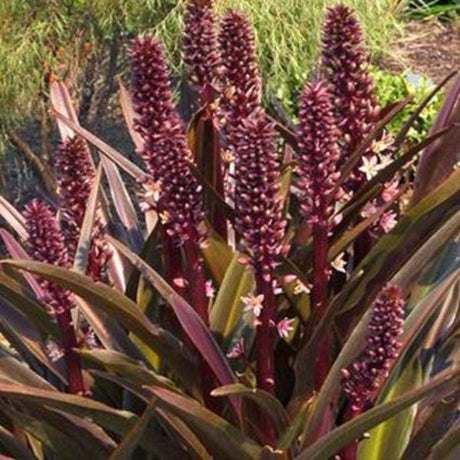 Pineapple Lily Oakhurst