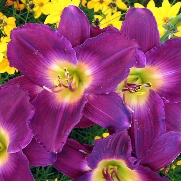 Strutters Ball Daylily