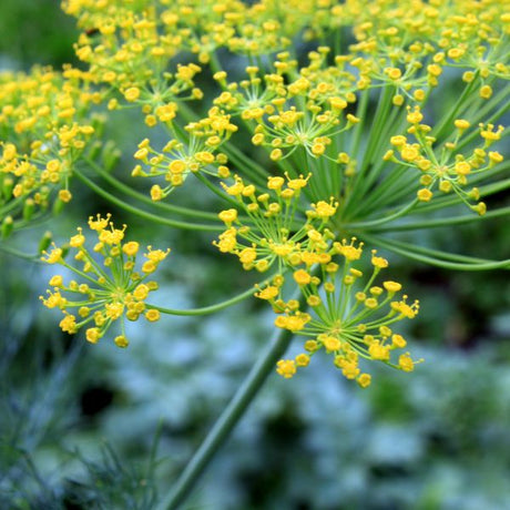 Dill Plant