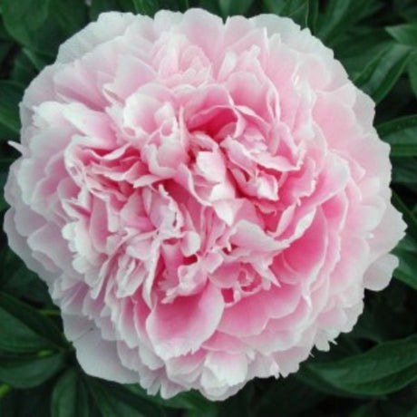 Sarah Bernhardt Peony