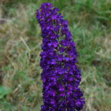 First Editions&reg; Groovy Grape&trade; Butterfly Bush