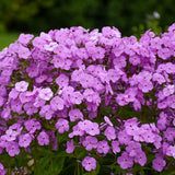 Fashionably Early Princess Phlox