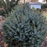 Dwarf Serbian Spruce