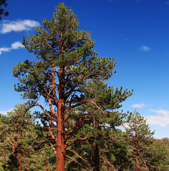 Ponderosa Pine