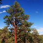 Ponderosa Pine