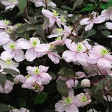 Montana Mayleen Clematis