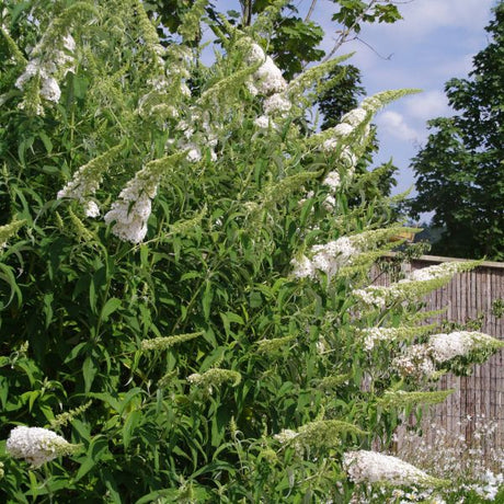 Buzz&trade; Ivory Butterfly Bush