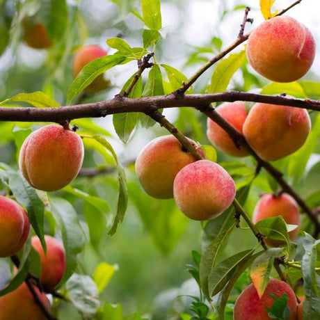 Loring Peach Tree