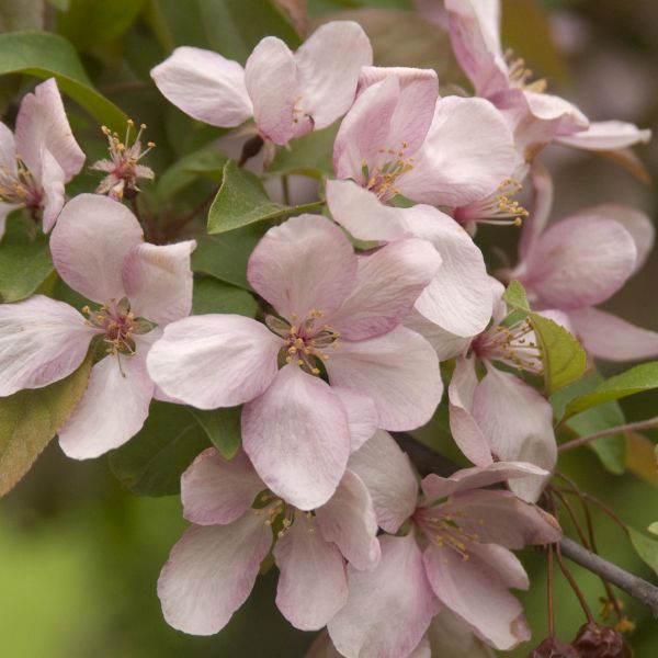 Indian Magic Crabapple