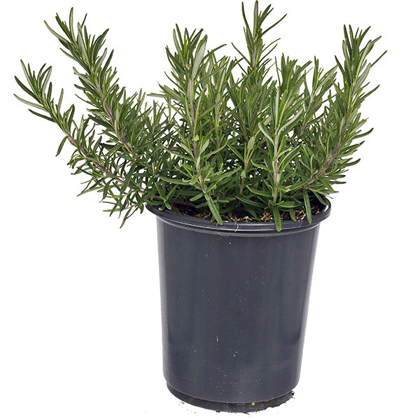 Arp Rosemary