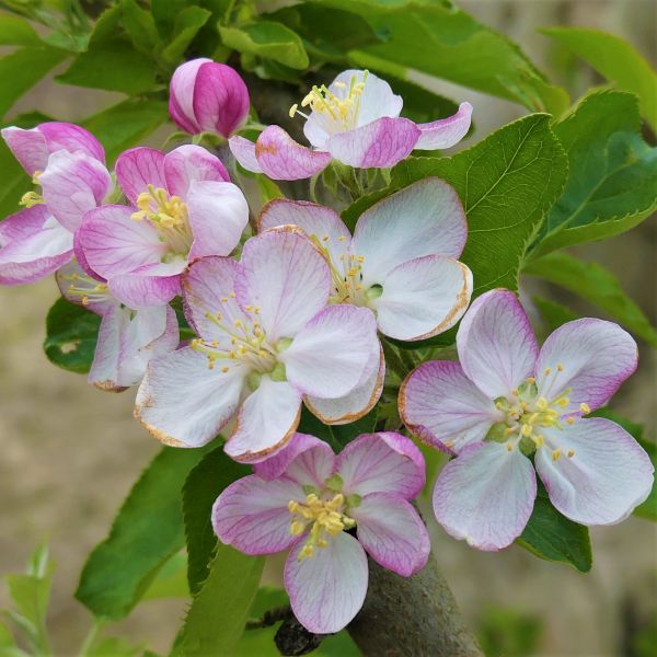 Mutsu Apple Tree