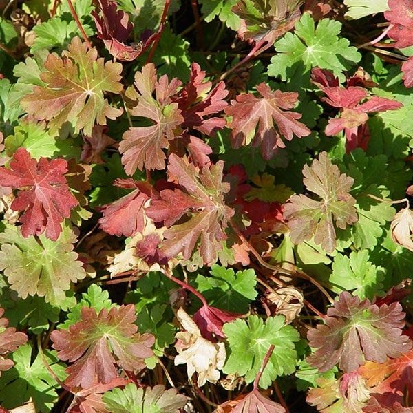 Biokovo Geranium