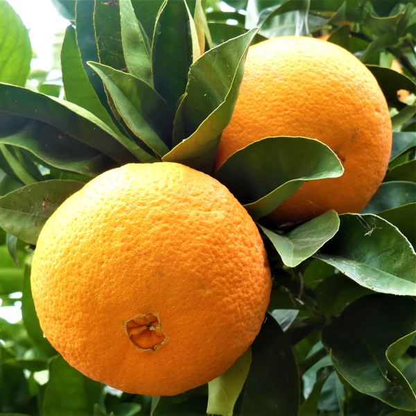 Washington Navel Orange Tree