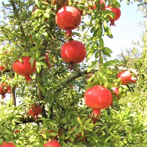 Sweet Pomegranate