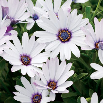 Soprano White Improved Daisy