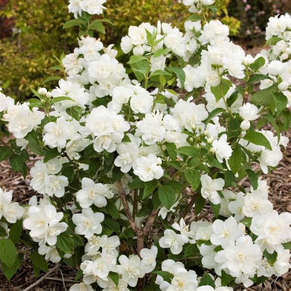 Snow White™ Mock Orange | Buy at NatureHills.com