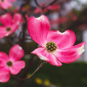 Cherokee Chief Dogwood