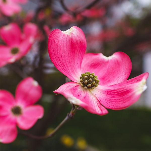 Cherokee Chief Dogwood