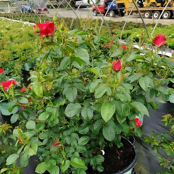 Red Streamer Climbing Rose