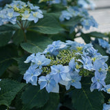 Tuff Stuff Ah-Ha® Hydrangea