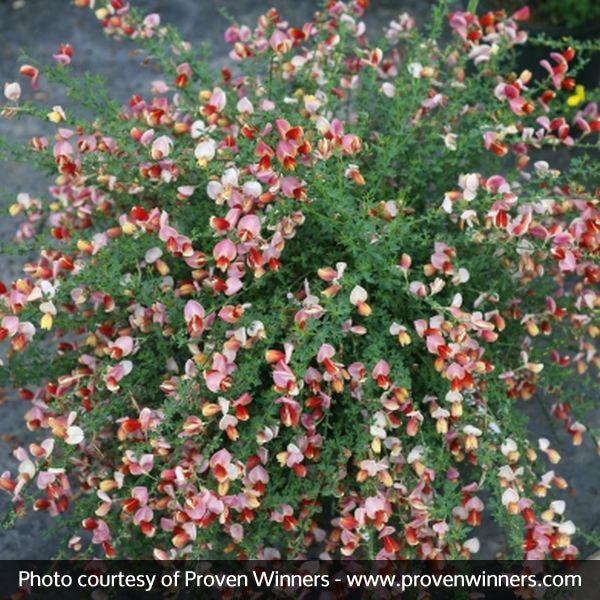 Proven Winner&reg; Color Choice&reg; Sister Rosie&reg; Scotch Broom