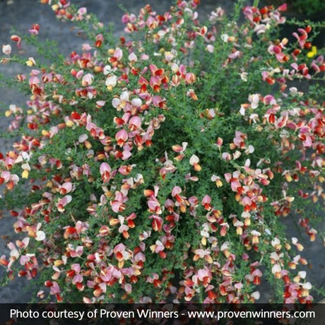 Proven Winner&reg; Color Choice&reg; Sister Rosie&reg; Scotch Broom