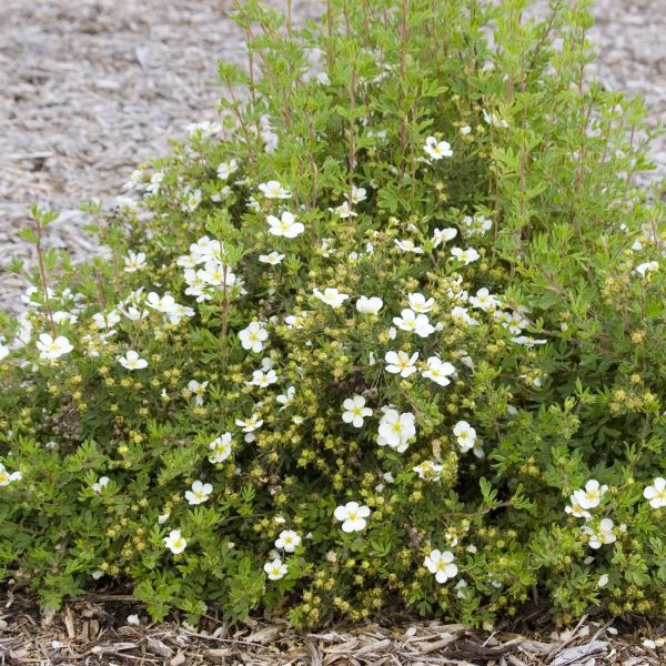 Abbotswood Potentilla