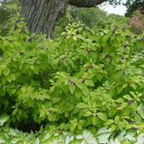 Purple Pride Beautyberry